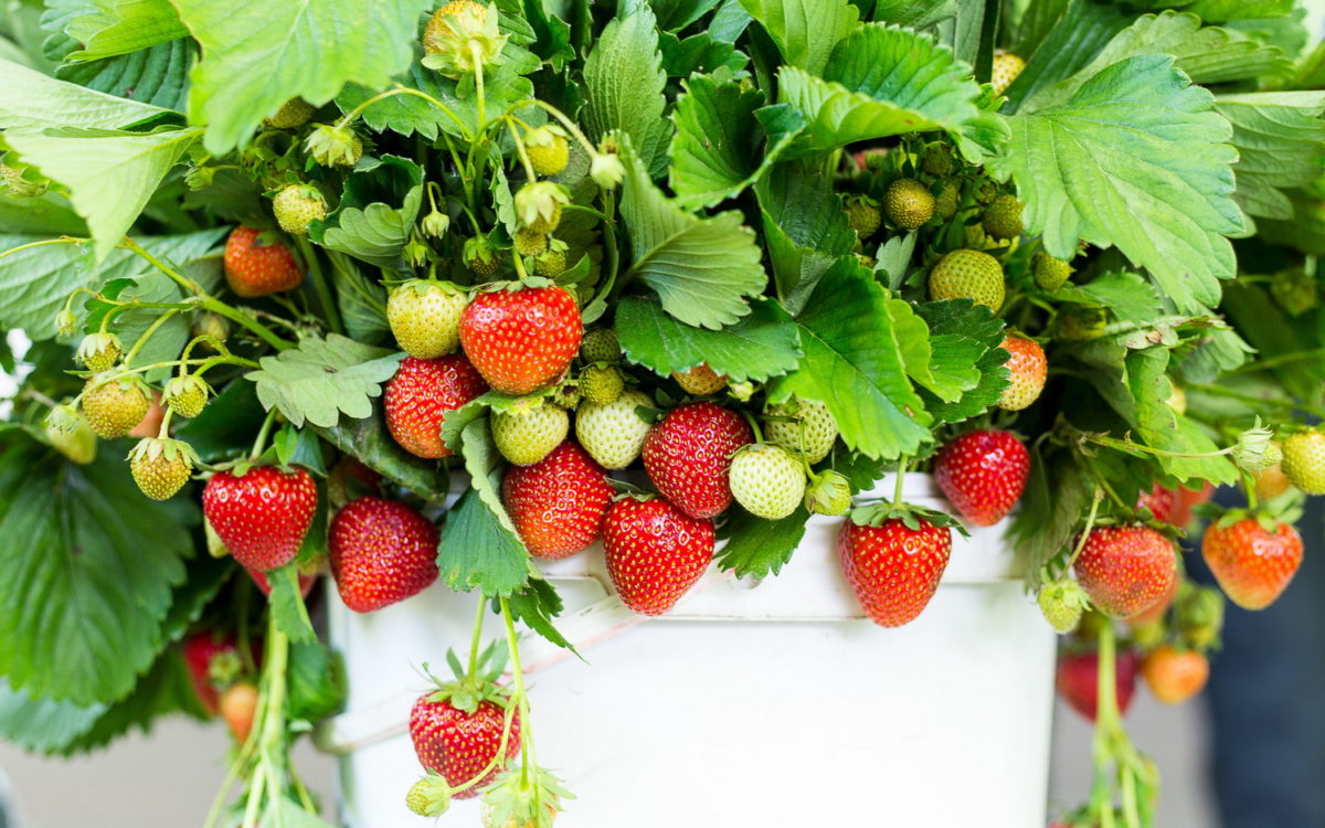 Crea tu espacio natural con olor a fresas.  Cultivarlas en casa es muy fácil